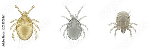 Canvastavla Ear mite, Otodectes cynotis, external auditory canal specimen, Psoroptidae famil