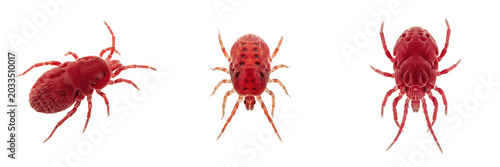 Photos Red mite, Dermanyssus gallinae, engorged hematophagous profile, Dermanyssidae fa