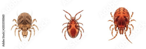 Quadro em tela Poultry mite, Ornithonyssus sylviarum, northern fowl mite profile, Macronyssidae