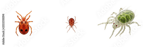 Fotografia Spider mite, Tetranychus urticae, plant foliage agricultural pest, Tetranychidae