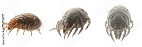 Quadro em tela Mite extreme close-up, Sarcoptes scabiei, capitulum chelicerae jaws, Sarcoptidae
