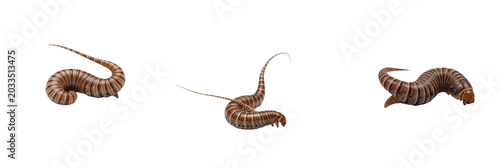 Foto Whipworm, Trichuris suis, elongated anterior whip profile, Trichuridae family, s