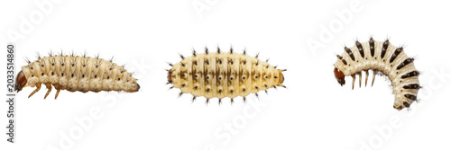 Botfly larva, Dermatobia hominis, subcutaneous warble grub instar specimen, Oestridae family, human botfly parasite, concentric rows of backward spines anatomy, medical veterinary entomology data