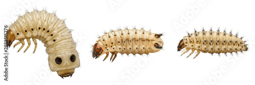 Cuadro en lienzo Nasal bot larva, Oestrus ovis, sheep nasal sinus cavity parasite specimen, Oestr