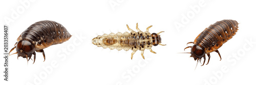Photos Larva top view, Oestrus ovis, dorsal perspective symmetry alignment, Oestridae f