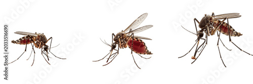 Cuadro en lienzo Biting mosquito, Anopheles gambiae, active blood-feeding posture, Culicidae fami