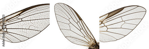 Quadro su tela Gnat wings detail, Sciara thomae, wing venation structure, Sciaridae family, cos