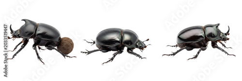 Bild auf Leinwand Dung beetle side view, Geotrupes stercorarius, lateral profile posture, Geotrupi