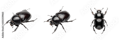 Foto Dung beetle top view, Copris lunaris, dorsal perspective symmetry pattern, Scara