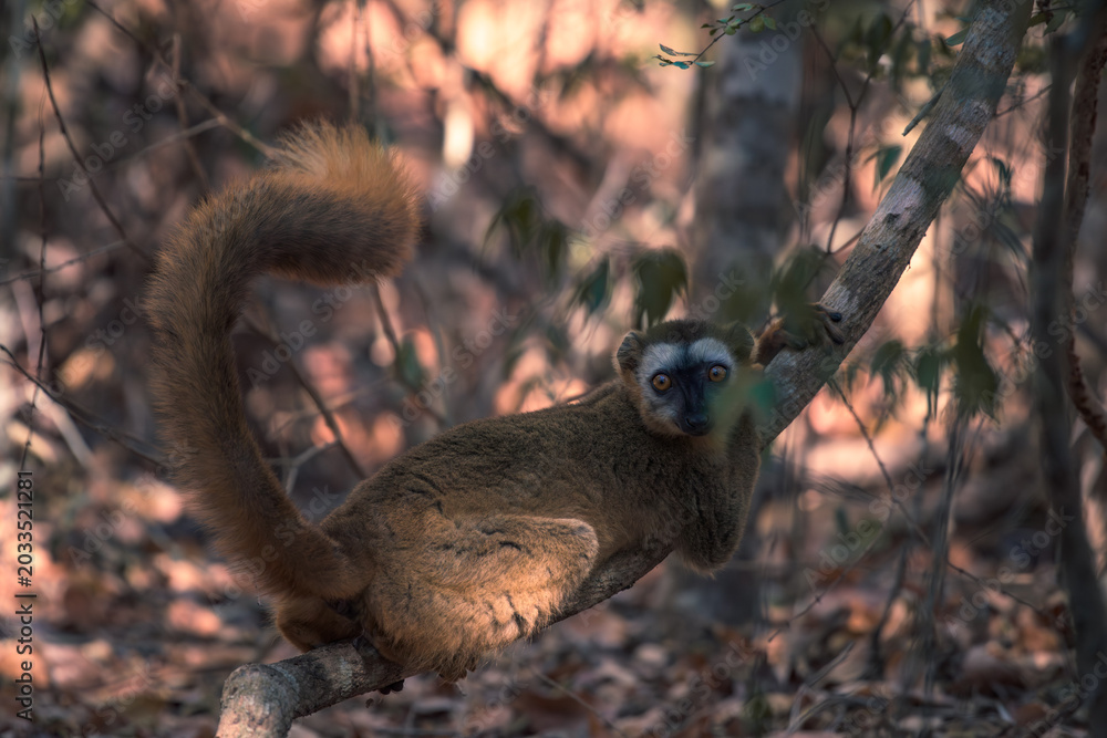 Fototapeta premium Red-Fronted Lemur posing in the forests of Madagascar 