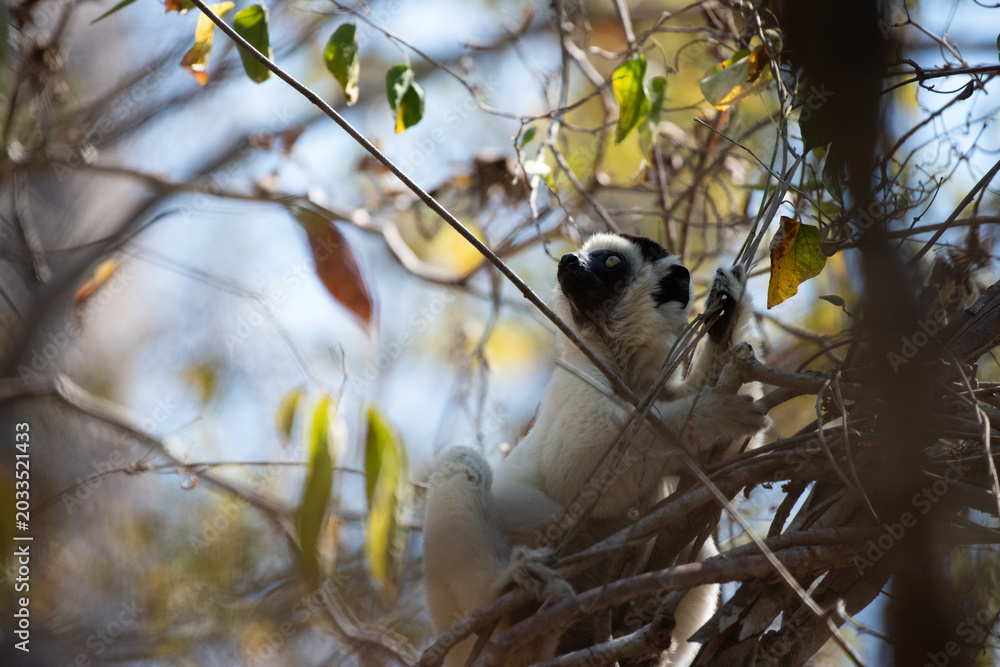 Fototapeta premium Sifaka Lemur Looking towards the Light