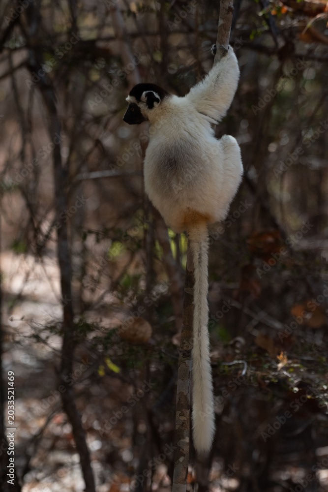 Fototapeta premium Sifaka Lemur preparing to jump, Madagascar