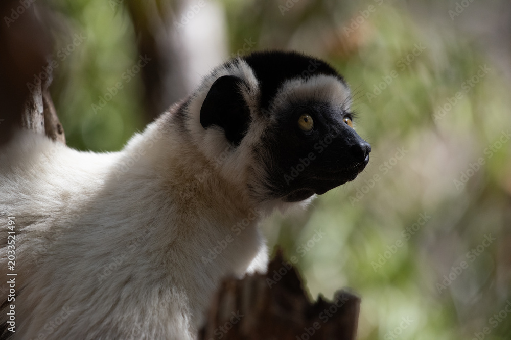 Fototapeta premium Sifaka Lemur observing the surrounding forest in Madagascar 