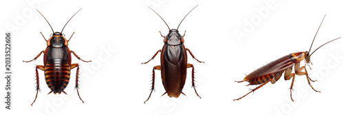 Fotografija Cockroach realistic, Periplaneta americana, american cockroach natural resting p