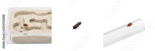 Fotografia Ant farm pest, Solenopsis invicta, red imported fire ant worker profile, Formici
