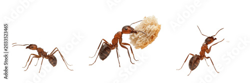Schilderij op canvas Ant carrying pose, Formica rufa, wood ant resource transportation stance, Formic