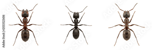 Bilde på lerret Ant top view, Lasius fuliginosus, jet black ant dorsal perspective, Formicidae f
