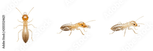 Foto Termite, Reticulitermes flavipes, eastern subterranean termite profile, Rhinoter