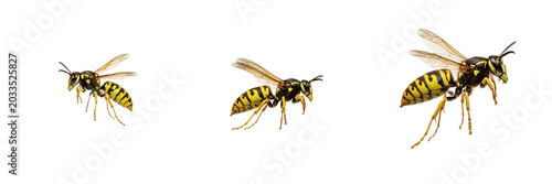 Fotografía Wasp farm pest, Vespula vulgaris, common wasp worker profile, Vespidae family, a