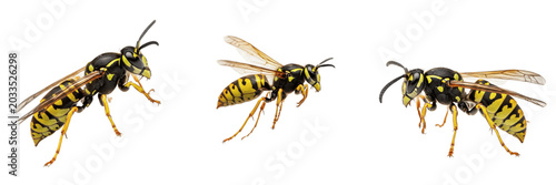 Fotografija Wasp macro, Yellowjacket wasp species, facial clypeus markings pattern, Vespidae