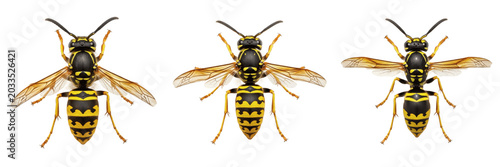 Photos Wasp top view, Vespula germanica, german wasp dorsal perspective, Vespidae famil
