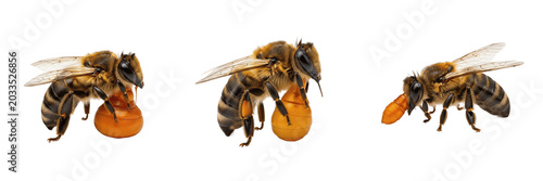 Obraz na płótnie Bee parasite carrier, Apis mellifera, honeybee varroa destructor mite vector pro