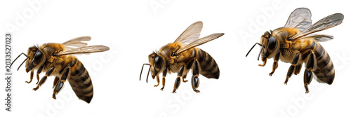 Obraz na płótnie Bee macro, Apis mellifera, compound eye sensory hairs configuration, Apidae fami