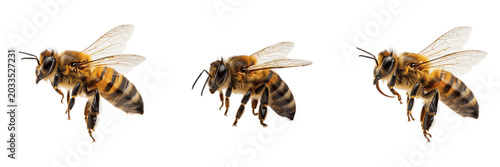 Tableau sur toile Bee side profile, Apis mellifera, lateral view body structure positioning, Apida