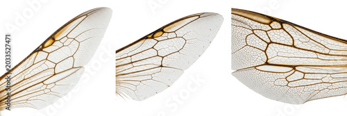 Cuadro en lienzo Bee wings detail, Apis mellifera, forewing marginal cells venation pattern, Apid