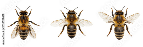 Bild auf Leinwand Bee top view, Apis mellifera, dorsal perspective symmetry pattern, Apidae family