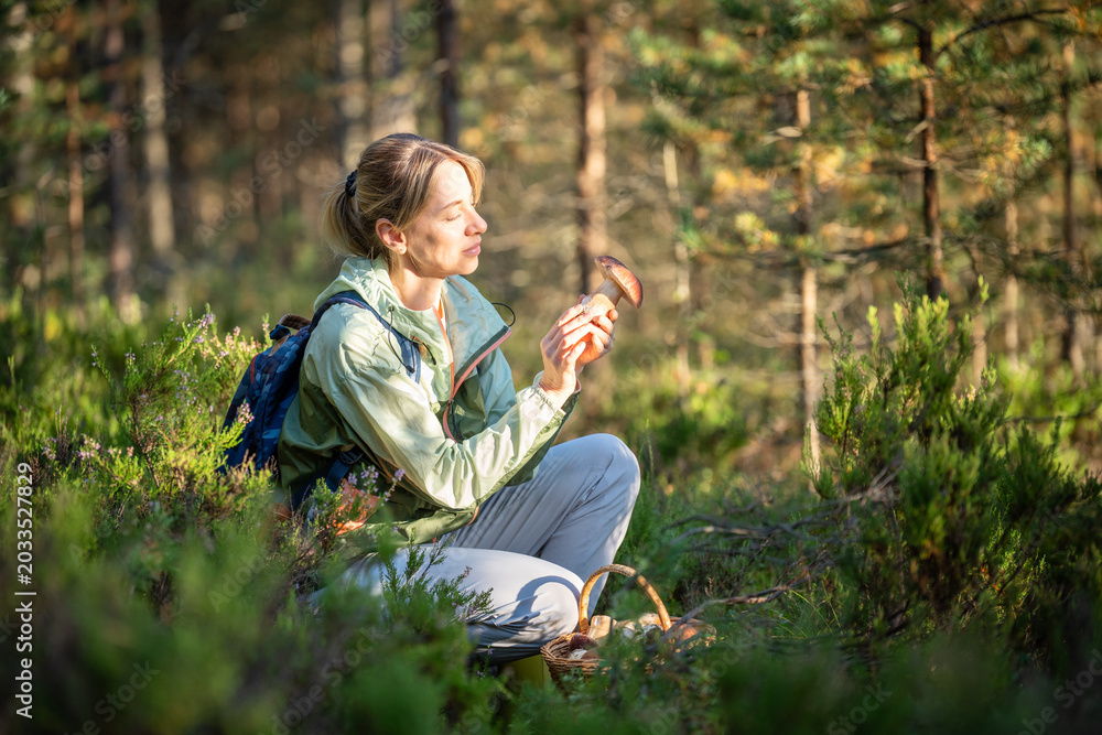 Fototapeta premium Smiling woman mushroomer forager found fresh edible boletus mushrooms in autumn pine forest, happy female hiker on traditional fall porcini harvest in wild woods, autumn hobby and leisure activity.