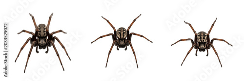 Quadro su tela Spider top view, Argiope bruennichi, wasp spider dorsal perspective, Araneidae f