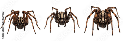 Tableau sur toile Spider extreme close-up, Lycosa aspersa, pedipalp tarsus segment claws, Lycosida