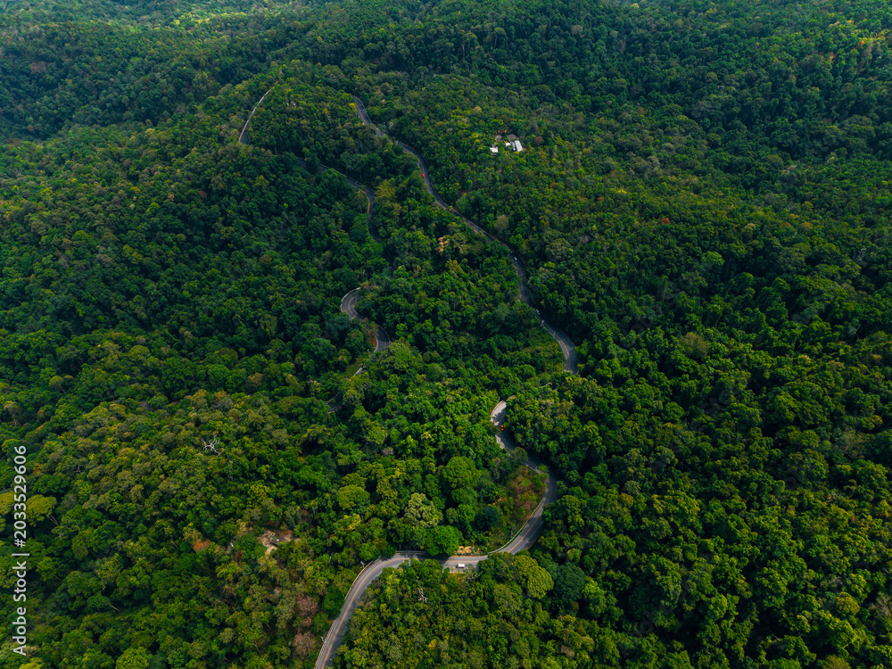 Fototapeta premium Winding road cutting through dense green forest canopy