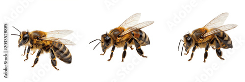 Bilde på lerret Bee realistic, Apis mellifera, honeybee worker hive frame cell inspection stance
