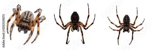 Foto Spider underside, Araneus cavaticus, barn spider ventral anatomy mapping, Aranei