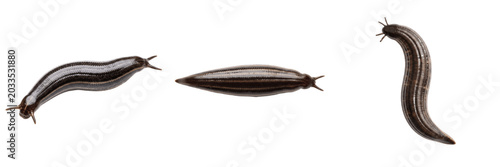 Tableau sur toile Leech single specimen centered, Hirudo medicinalis, mid-body transverse cross se