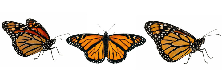 A Set of Two monarch butterfly PNG poses on white background, bright orange insect clipart border for spring invitations, school projects, crafts and web art

