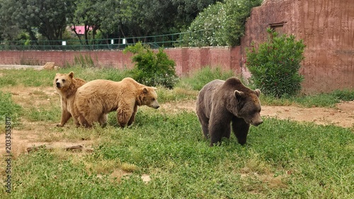 Photos Brown bears exploring outdoor enclosure with natural vegetation and earthy landscape in wildlife park environment