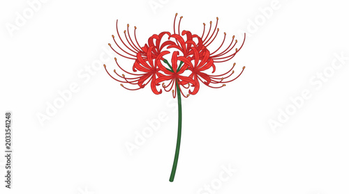 Red Spider Lily flower vector illustration with blooming buds