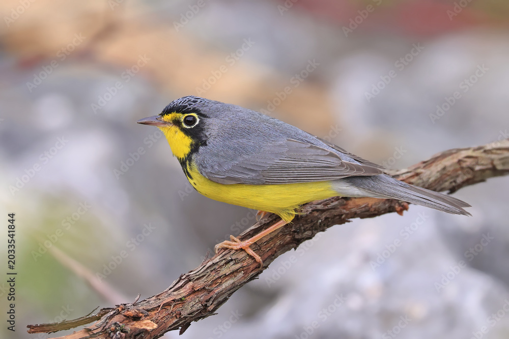 Fototapeta premium Canada Warbler perched on a branch in the forest