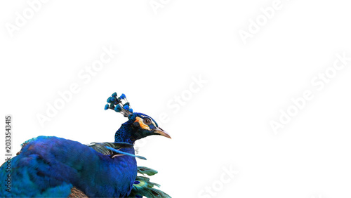 blue peacock isolated on white, low angle of adult indian peafowl, portrait of peacock with vibrant blue feathers