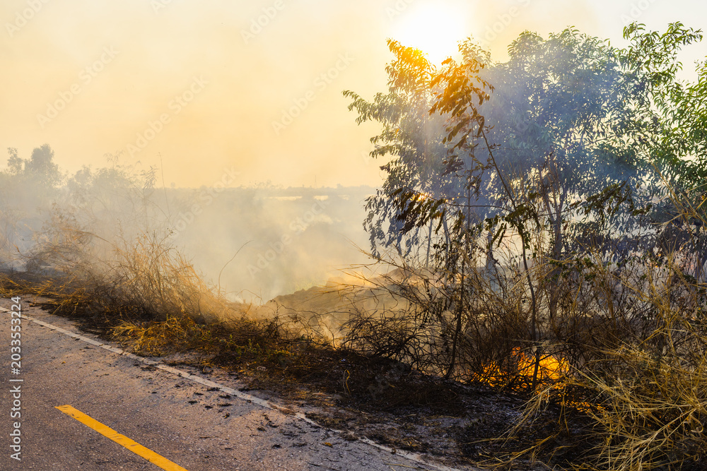 Fototapeta premium Burning dry grass producing heavy smoke beside rural road