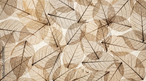 Delicate and intricate arrangement of translucent leaves, showcasing natural beauty and texture.