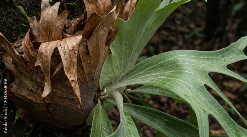 Close-up of a Staghorn Fern - A Detailed Botanical Study of the Plants Unique Structure.