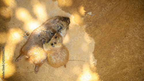 Fotografie An adorable prairie dog puppy lies on its mother's back to nurse, viewed from ab