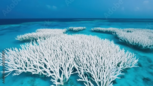 Bleached coral reefs under clear blue ocean water, illustrating the effects of environmental stress and climate change.