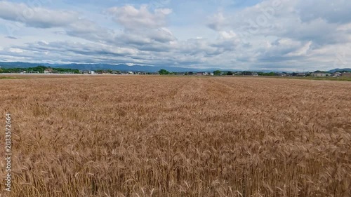 Side tracking shot of vibrant green crops planted in neat rows on a farm