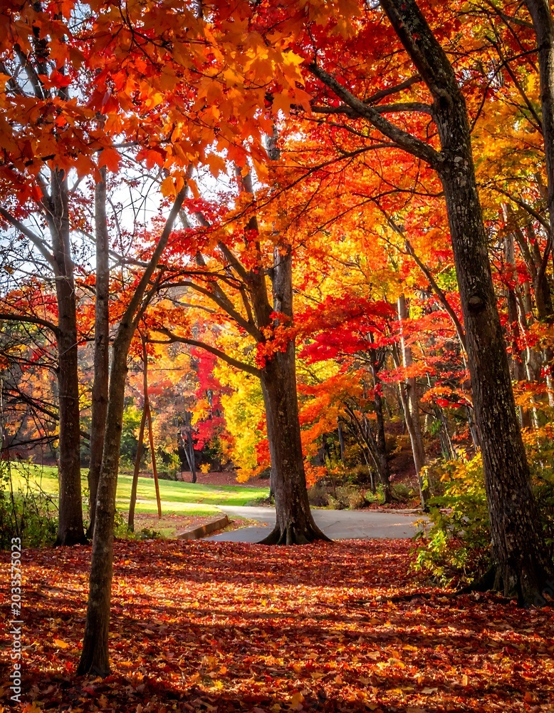 Obraz premium A serene autumn scene with a winding path through a forest