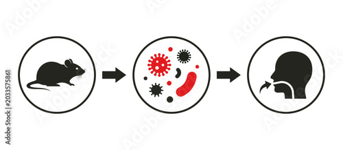 Photos Vector illustration of Hantavirus transmission from rodents to humans infection